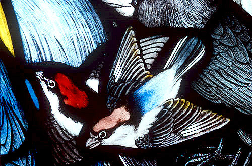 Woodchat Shrike, Gilbert White Memorial Window of St Francis and the birds, Gascoyne and Hinks 1920, St Mary