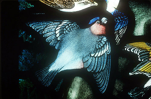 Bullfinch, detail from the Gilbert White memorial window, St Mary