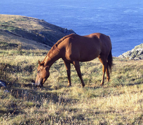 Horse grazing on hillside overlooking the sea, Cornwall, England, Great Britain