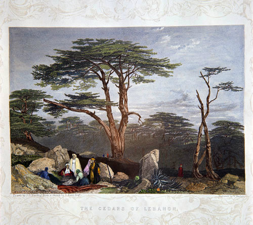 Engraving by J O Harding 1840, the Cedars of Lebanon, hand painted by Laura Lushington