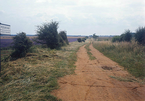 Part of Peddars Way, ancient track, now long-distance footpath following route of Roman road, near Fring, Norfolk, England