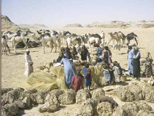 Salt caravan forming, Bilma, Niger