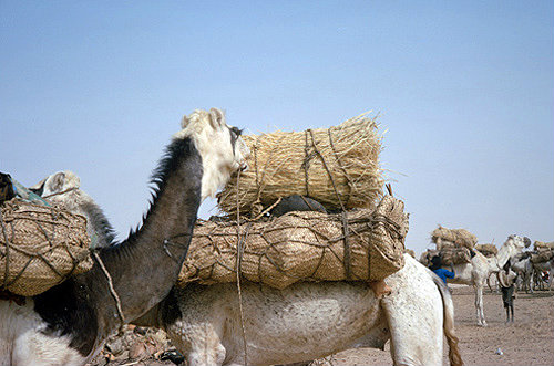 Salt caravan, supplies for the road, Bilma, Niger, Africa