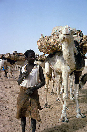 Boy with salt caravan at Bilma, Niger, Africa