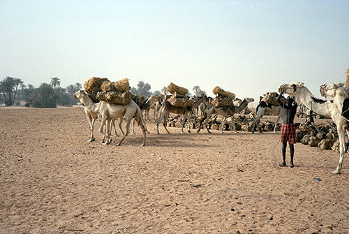 Salt caravan about to leave Bilma, Niger, Africa