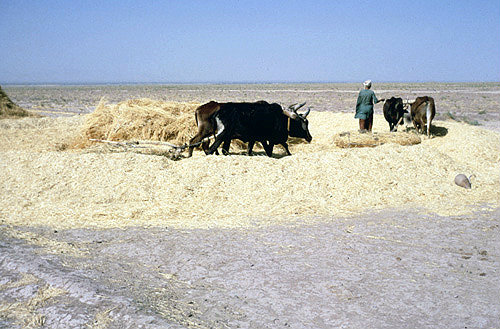 Afghanistan, threshing with oxen east of Herat