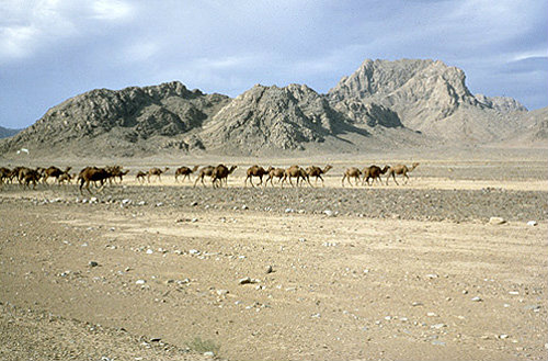 Afghanistan,  camel train enroute between Herat and Kandahar