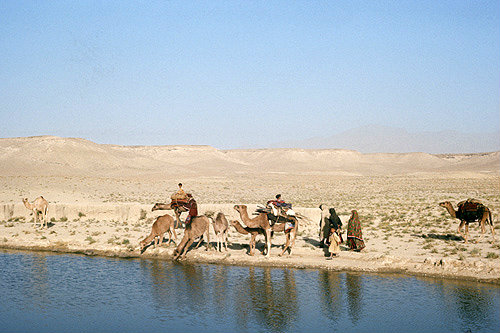 Afghanistan, watering camels on route between Kandahar and Ghazni