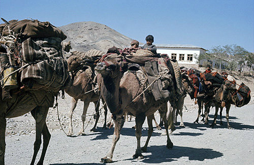 Afghanistan, Hindu Kush, autumn migration of the nomadic Kuchi