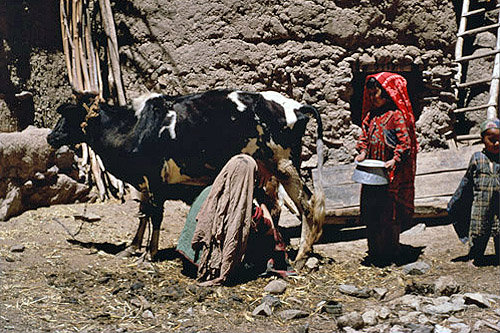 Afghanistan, milking cow inside the qala