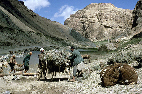 Afghanistan, donkeys being reloaded after swimming across the river as the bridge was destroyed