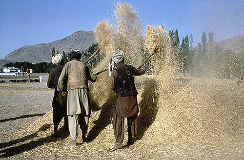 Afghanistan, Kabul, harvesters winnowing