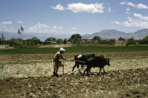 Afghanistan, ploughing in the spring near Kabul