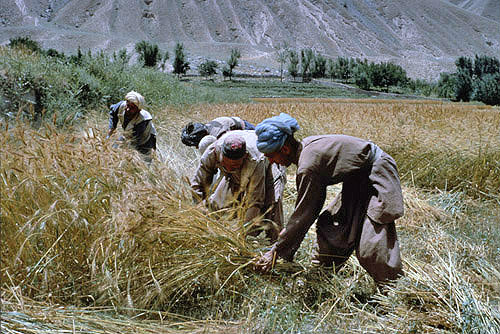 Afghanistan, reaping in the Andarab Valley
