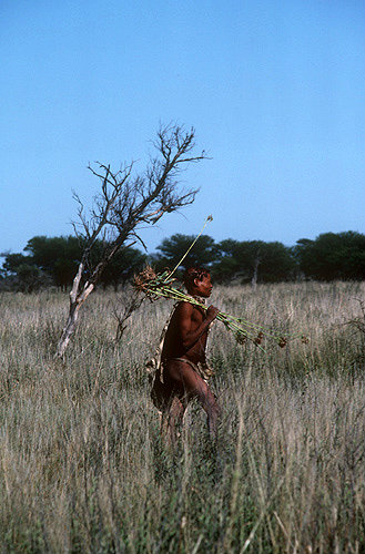 Bushman Koto gathering sipping sticks, Kalahari, Southern Africa