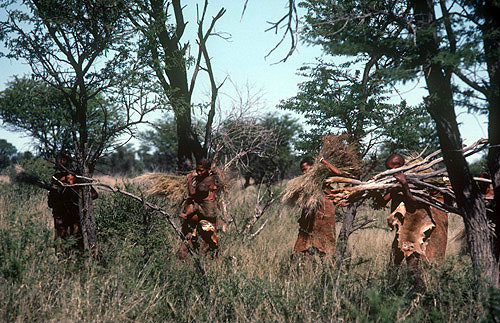 Bushman women gathering sticks and grass for thatching, Kalahari, Southern Africa
