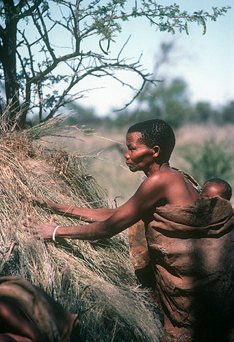 Kua Bushman woman thatching a hut, with baby on her back, Kalahari, Southern Africa