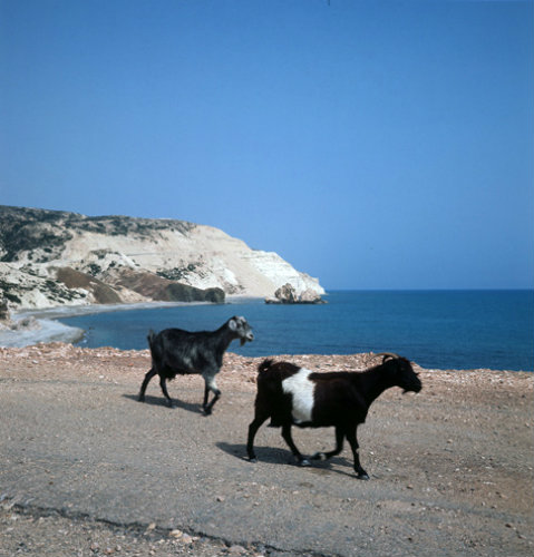 Paphos Cyprus the coast road east of Paphos near the Rock of Aphrodite and goats