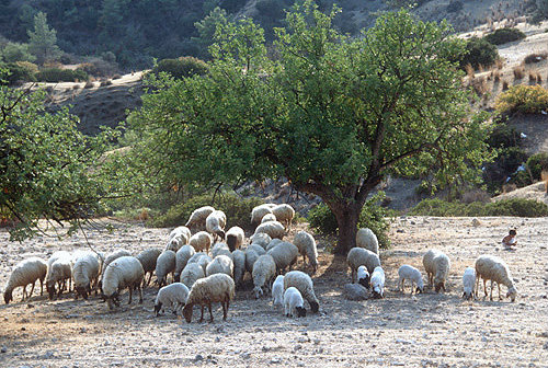 Sheep under a tree, Kibris, Northern Cyprus