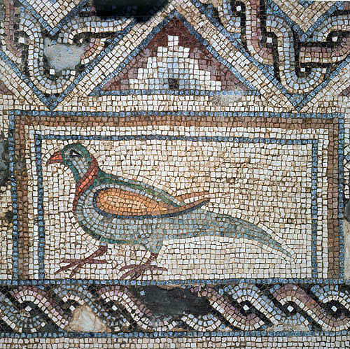 Pigeon, detail of fifth century mosaic floor in Roman baths, Curium, Cyprus