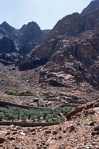Egypt, Sinai, St Catherine, Wadi Leja, olive grove and Bedouin house