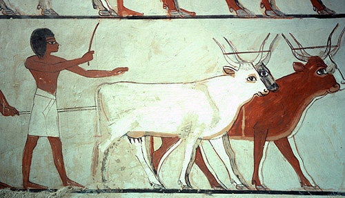 Egypt, Thebes, wall painting of ploughing with cattle, in the tomb of Menna, tomb no 69, circa 1422-1411 BC
