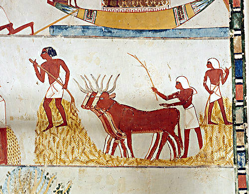 Egypt, Thebes, oxen threshing, wall painting in the tomb of Menna, tomb no 69, circa 1422-1411 BC