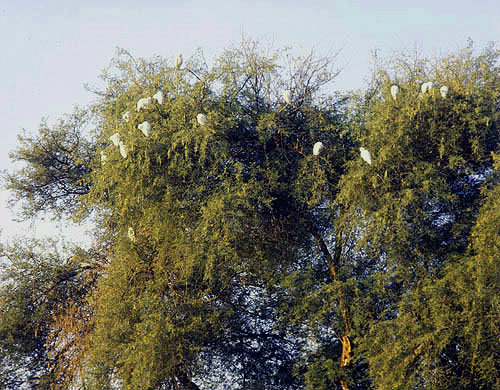 Egypt, early morning, egrets resting in a tree