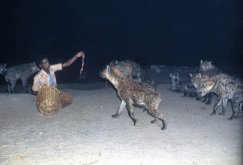 Ethiopia, Harran, man with hyenas