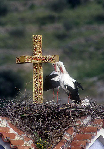 Two storks in nest on church roof by cross, Lesbos, Greece