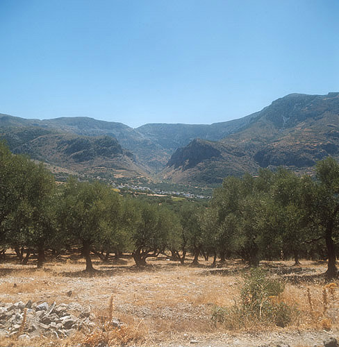 Olive Grove Near Gonies Village East Of Heraklion Crete Greece