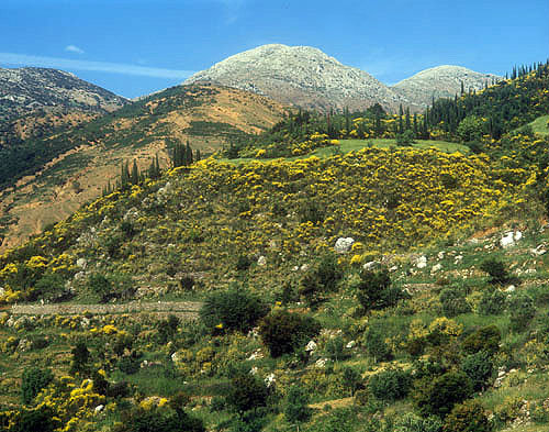 Greece, Arcadia, typical mountain scenery with wild broom