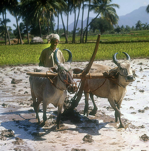 Ploughing with oxen, India