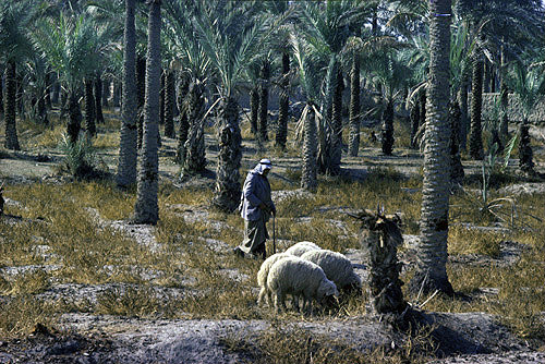 Iraq, famous date palm groves near ancient city of Ur, Abraham