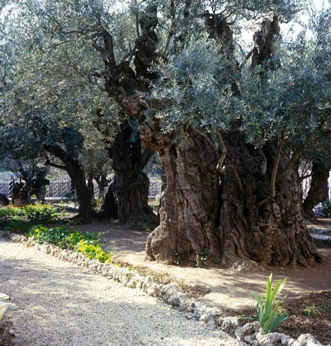 Israel, Jerusalem, two of the eight ancient olive trees in the Garden of Gethsemane