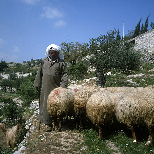 Israel, Jerusalem, Arab  Shepherd with his sheep near the Garden of Gethsemane