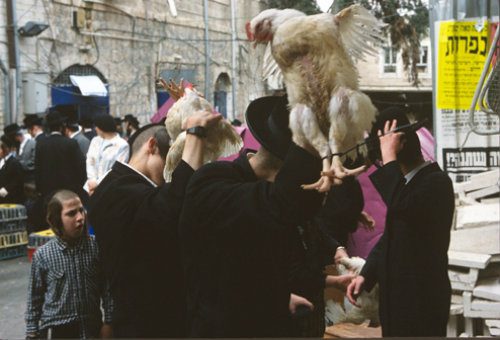 Israel Jerusalem Ultra-Orthodox Jews with live chickens on heads for Kapparot ritual before Day of Atonement