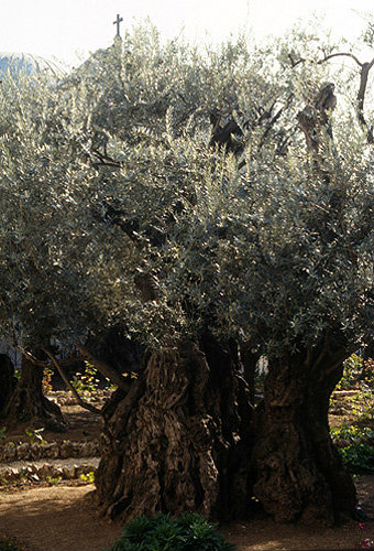 Israel, Jerusalem, ancient olive tree in the Garden of Gethsemane