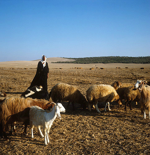 Israel, Bedouin with sheep and goats