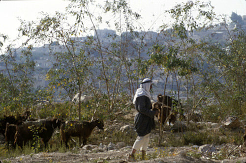 Israel, shepherd and goats north of Bethlehem