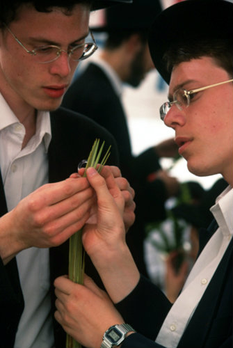 Israel Jerusalem religious Jews inspect a Lulav (palm branch) as they shop for the four species of Sukkot