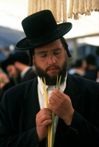 Israel Jerusalem a religious Jew inspects a Lulav (palm branch) as he shops for the four species of Sukkot