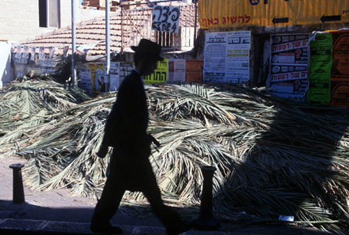 Israel Jerusalem Jews pass palm branches used as roofing for the Sukkah  (tabernacles)  during Sukkot