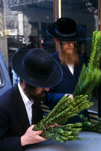 Israel Jerusalem religious Jews inspect Hadass (myrtle) branches as they shop for the four species of Sukkot
