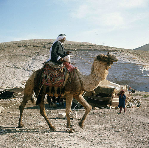 Bedouin on camel near tent in the Judean Hills,  east of Jerusalem, Israel