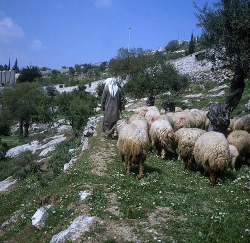Israel, Jerusalem,  shepherd leading his flock of sheep