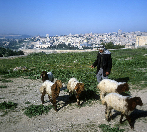 Israel, Jerusalem, Arab shepherd  with his sheep