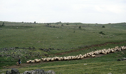 Israel, Druze shepherd with flock near Mount Hermon