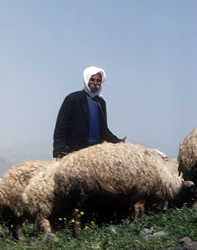 Israel, Druze shepherd with sheep near Mount Hermon