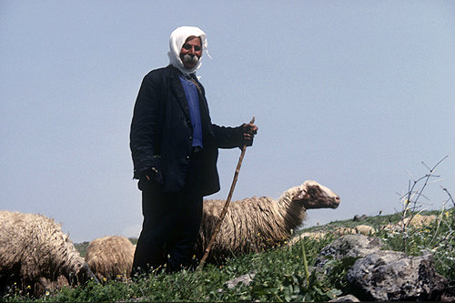 Israel Druze shepherd with sheep near Mount Hermon